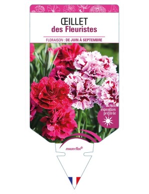 OEILLET DES FLEURISTES (varié)