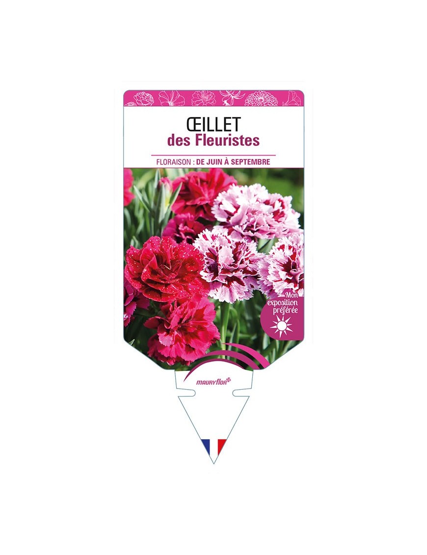 OEILLET DES FLEURISTES (varié)