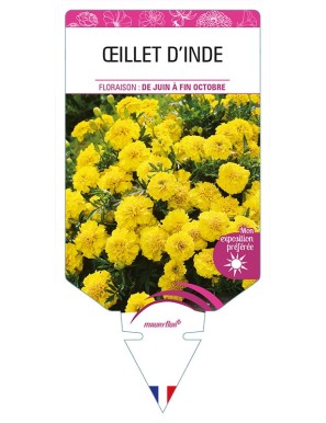 OEILLET D'INDE (double jaune)