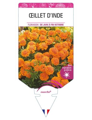 OEILLET D'INDE (double orange)