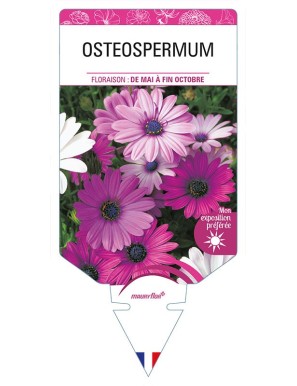 OSTEOSPERMUM (varié)