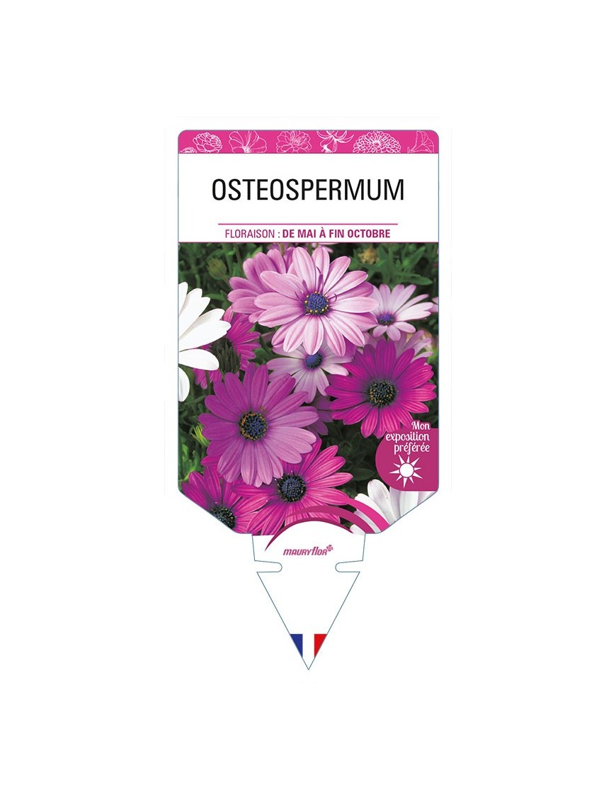 OSTEOSPERMUM (varié)