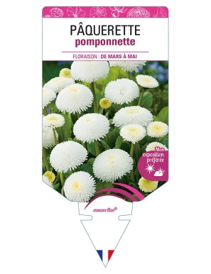 PAQUERETTE POMPONNETTE (blanc)