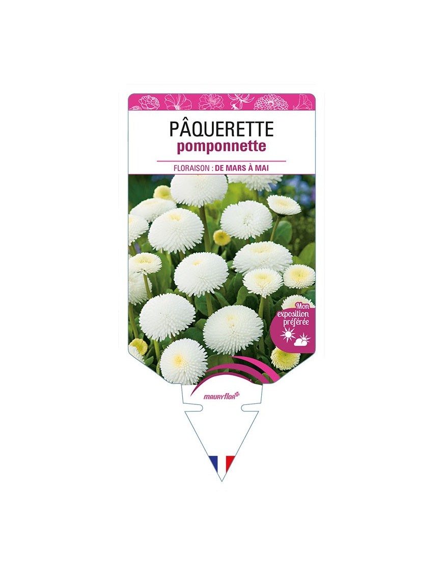 PAQUERETTE POMPONNETTE (blanc)