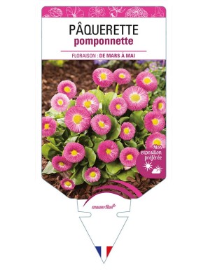 PÂQUERETTE POMPONNETTE (rose)