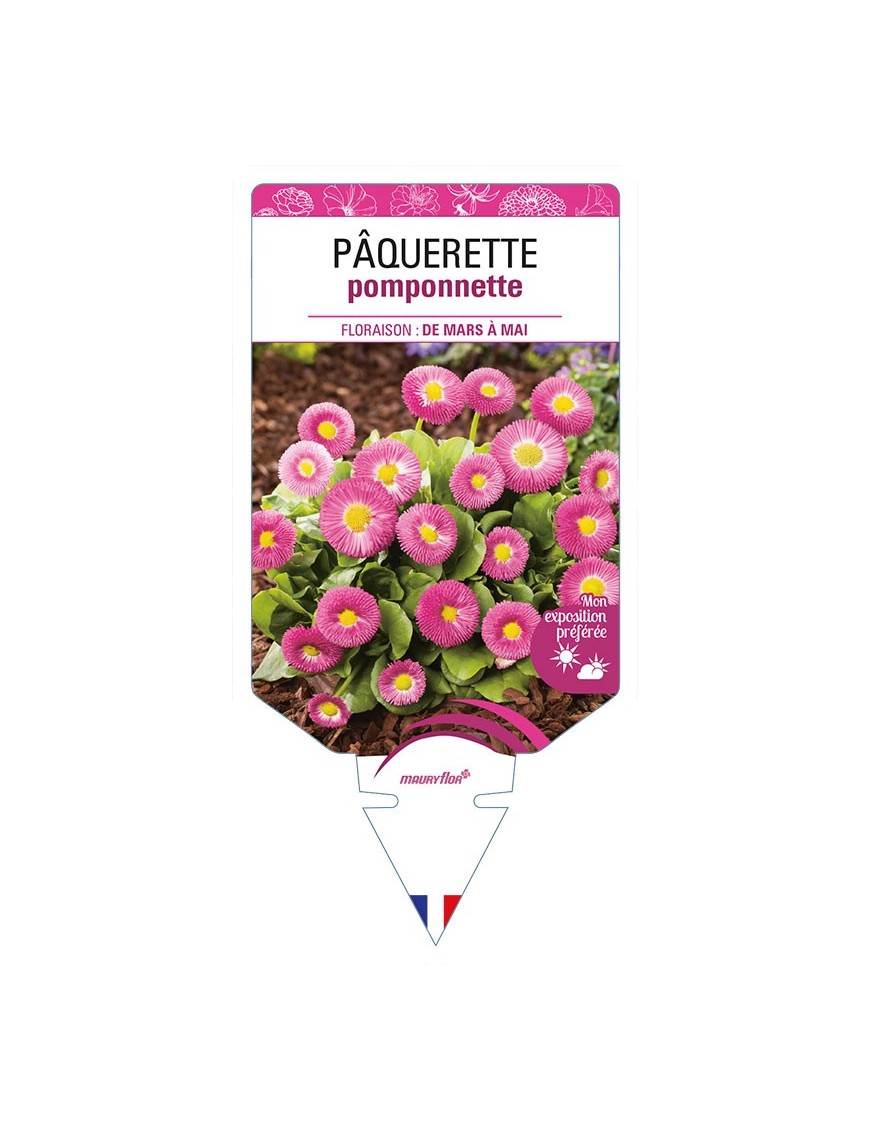 PÂQUERETTE POMPONNETTE (rose)