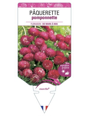 PÂQUERETTE POMPONNETTE (rouge)