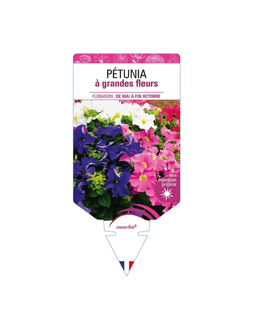 PÉTUNIA À GRANDE FLEUR (varié)