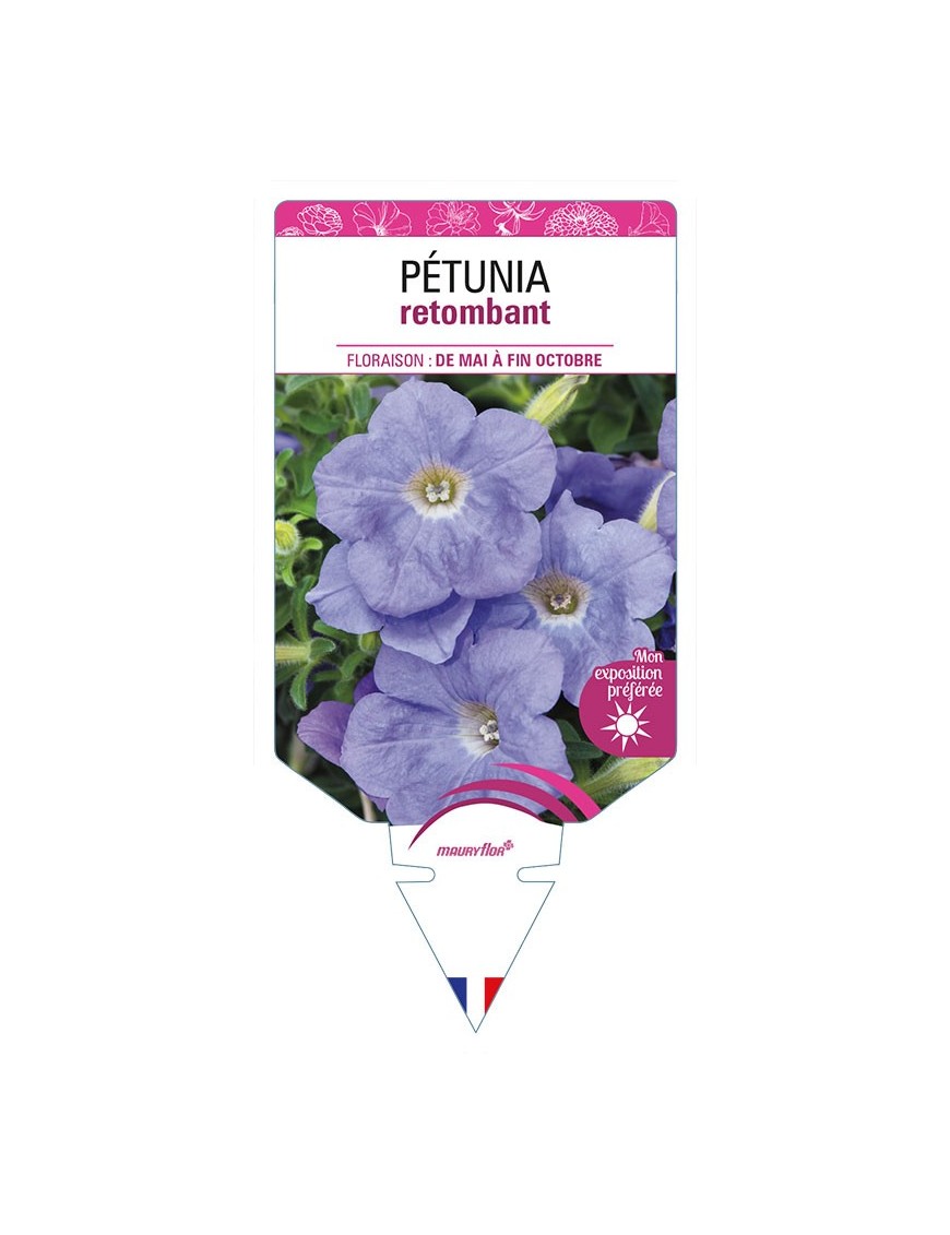 PETUNIA RETOMBANT (bleu ciel)