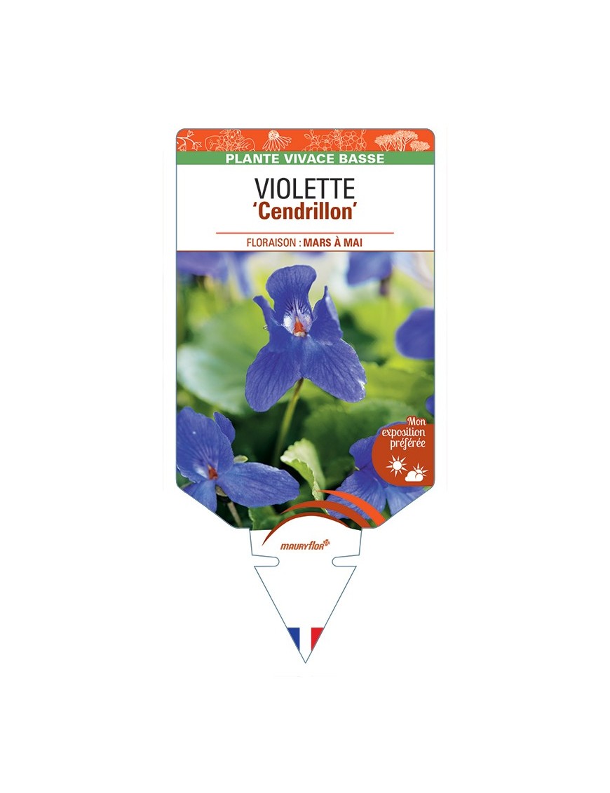 VIOLA odorata Cendrillon voir Violette