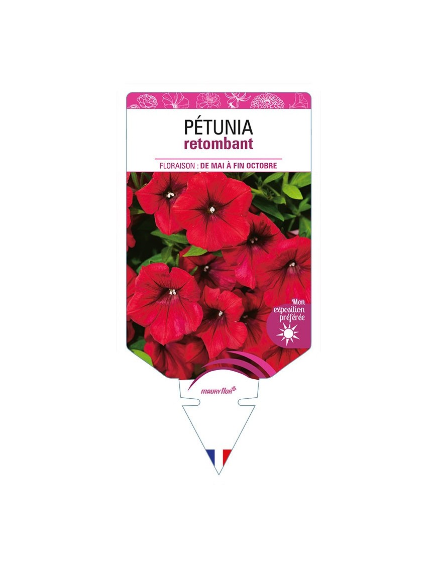 PETUNIA RETOMBANT (rouge)