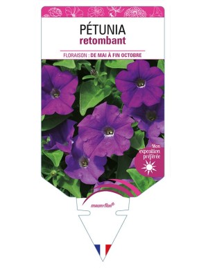 PETUNIA RETOMBANT (violet)