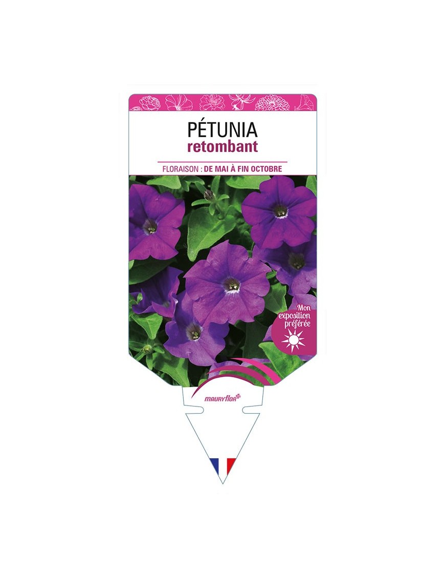 PETUNIA RETOMBANT (violet)