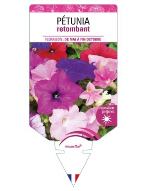 PÉTUNIA RETOMBANT (varié)