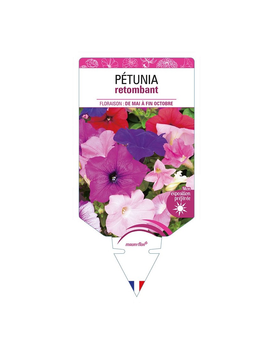 PÉTUNIA RETOMBANT (varié)