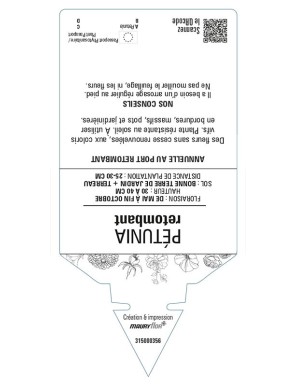 PETUNIA RETOMBANT (blanc)