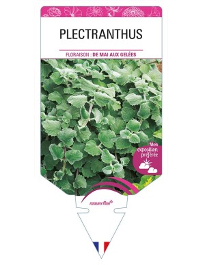 PLECTRANTHUS