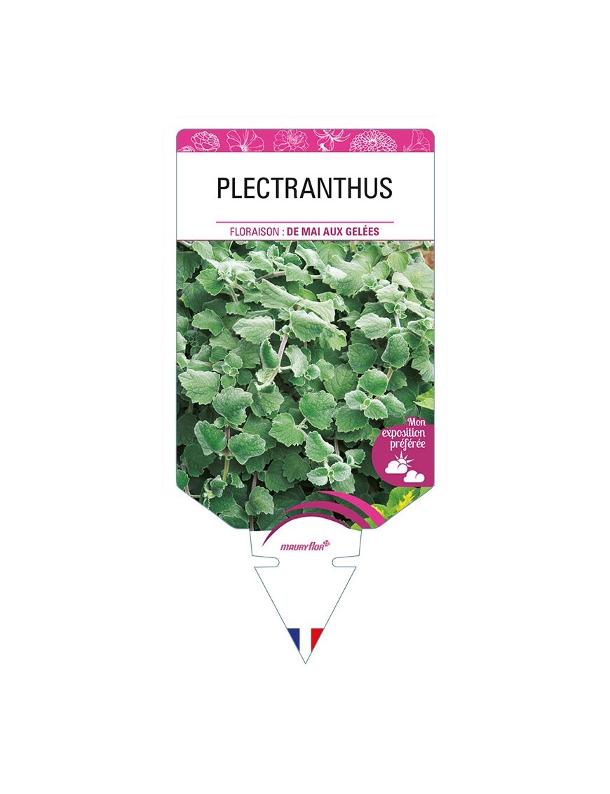 PLECTRANTHUS