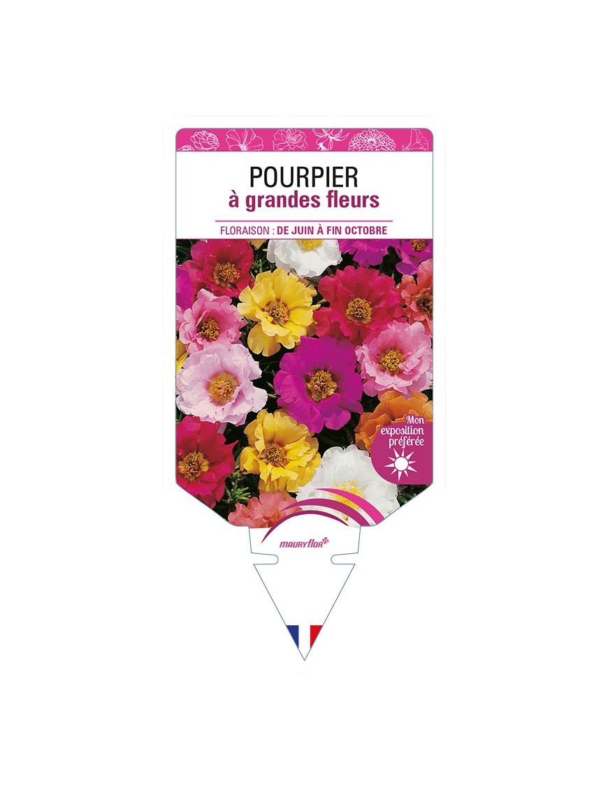 POURPIER À GRANDE FLEUR (varié)