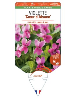 VIOLA odorata Coeur d'Alsace voir Violette