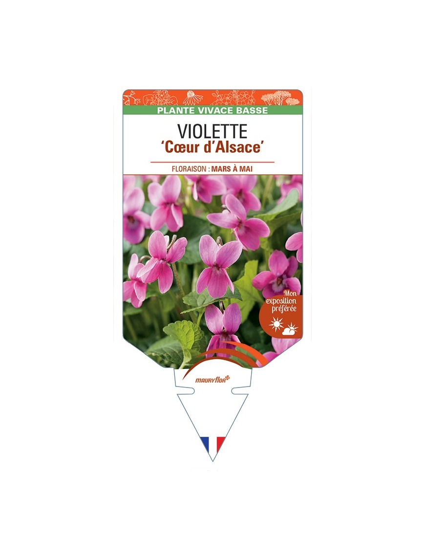 VIOLA odorata Coeur d'Alsace voir Violette