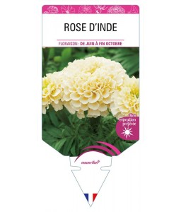 ROSE D'INDE (blanc crème)