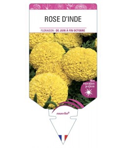 ROSE D'INDE (jaune)