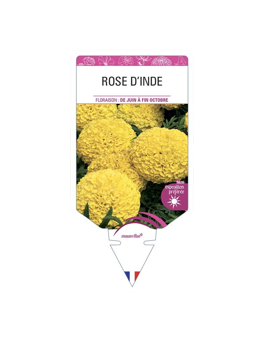 ROSE D'INDE (jaune)