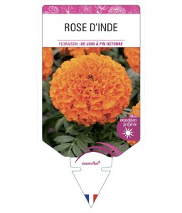 ROSE D'INDE (orange)