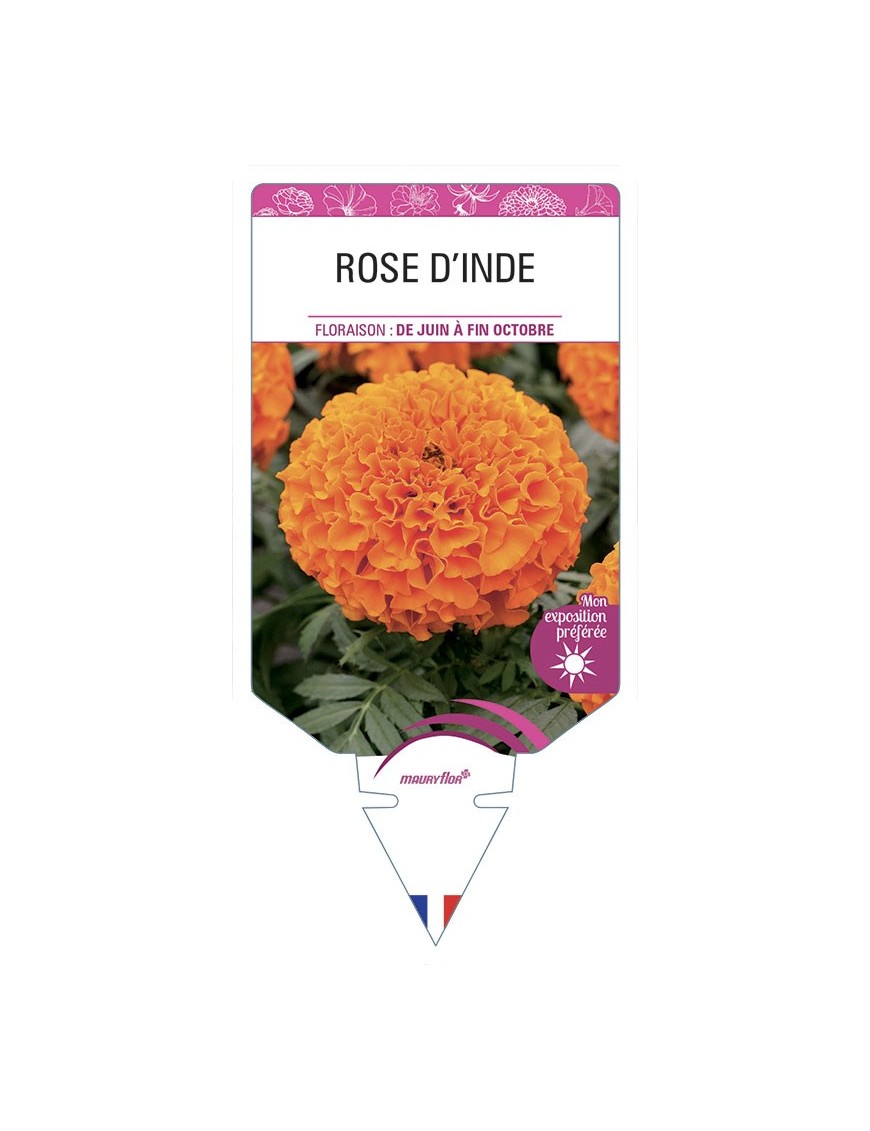 ROSE D'INDE (orange)