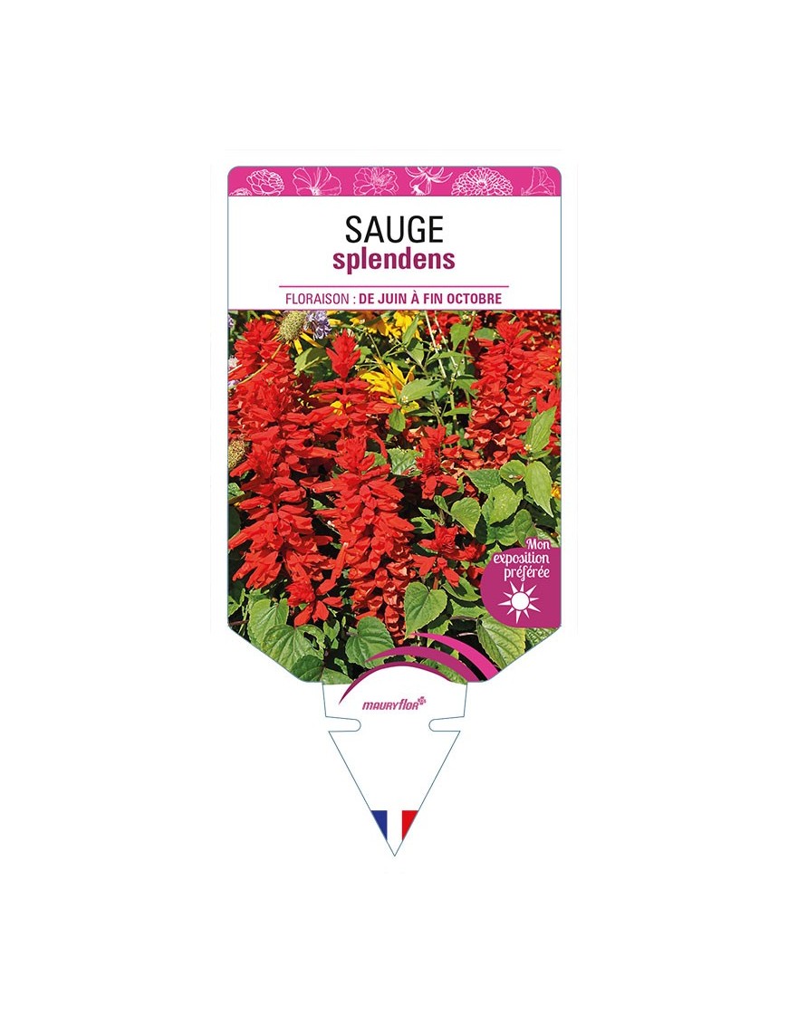 SAUGE SPLENDENS