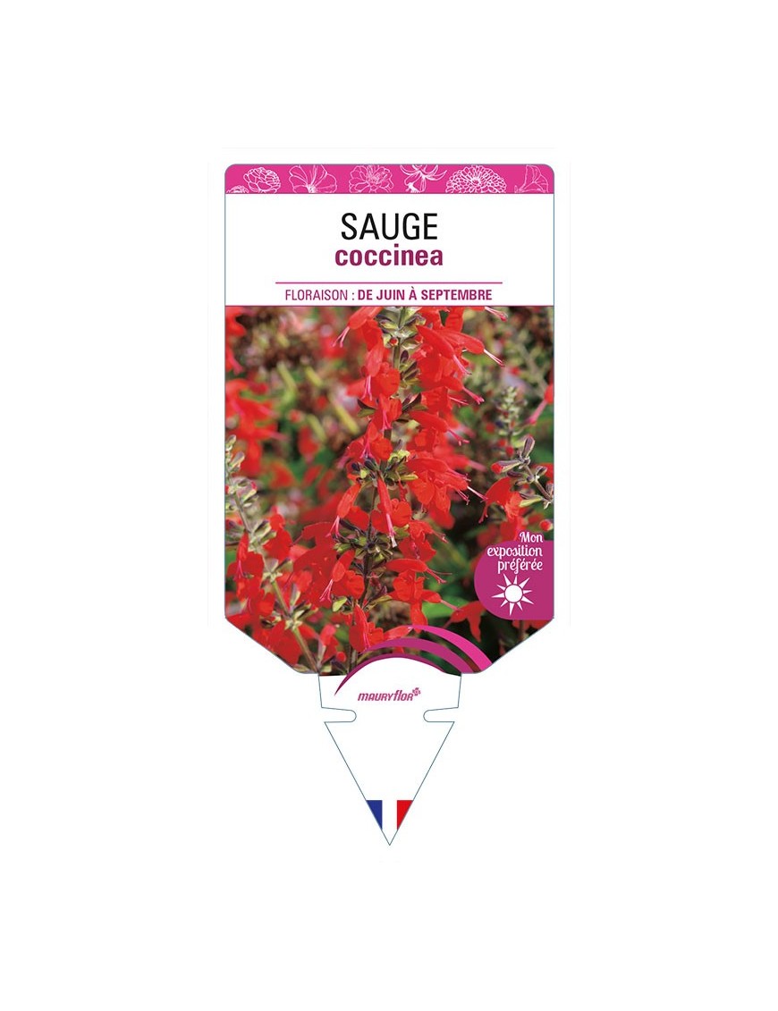 SAUGE COCCINEA