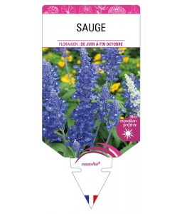 SAUGE (farinacea bleu)