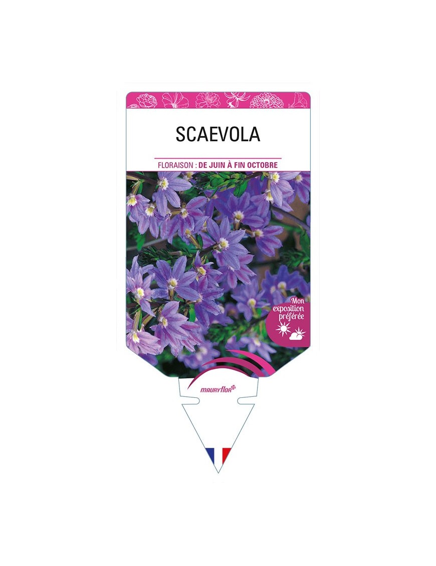 SCAEVOLA (bleu mauve)