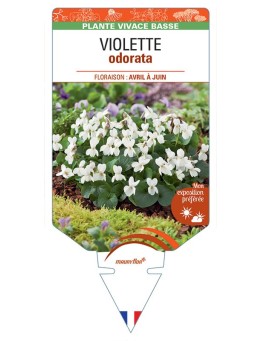 VIOLA ODORATA voir Violette (blanc)