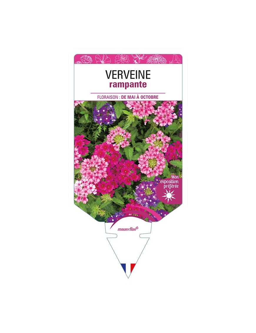 VERVEINE RAMPANTE (varié)