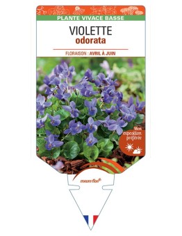VIOLA ODORATA voir Violette (bleu)
