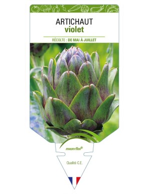 ARTICHAUT VIOLET