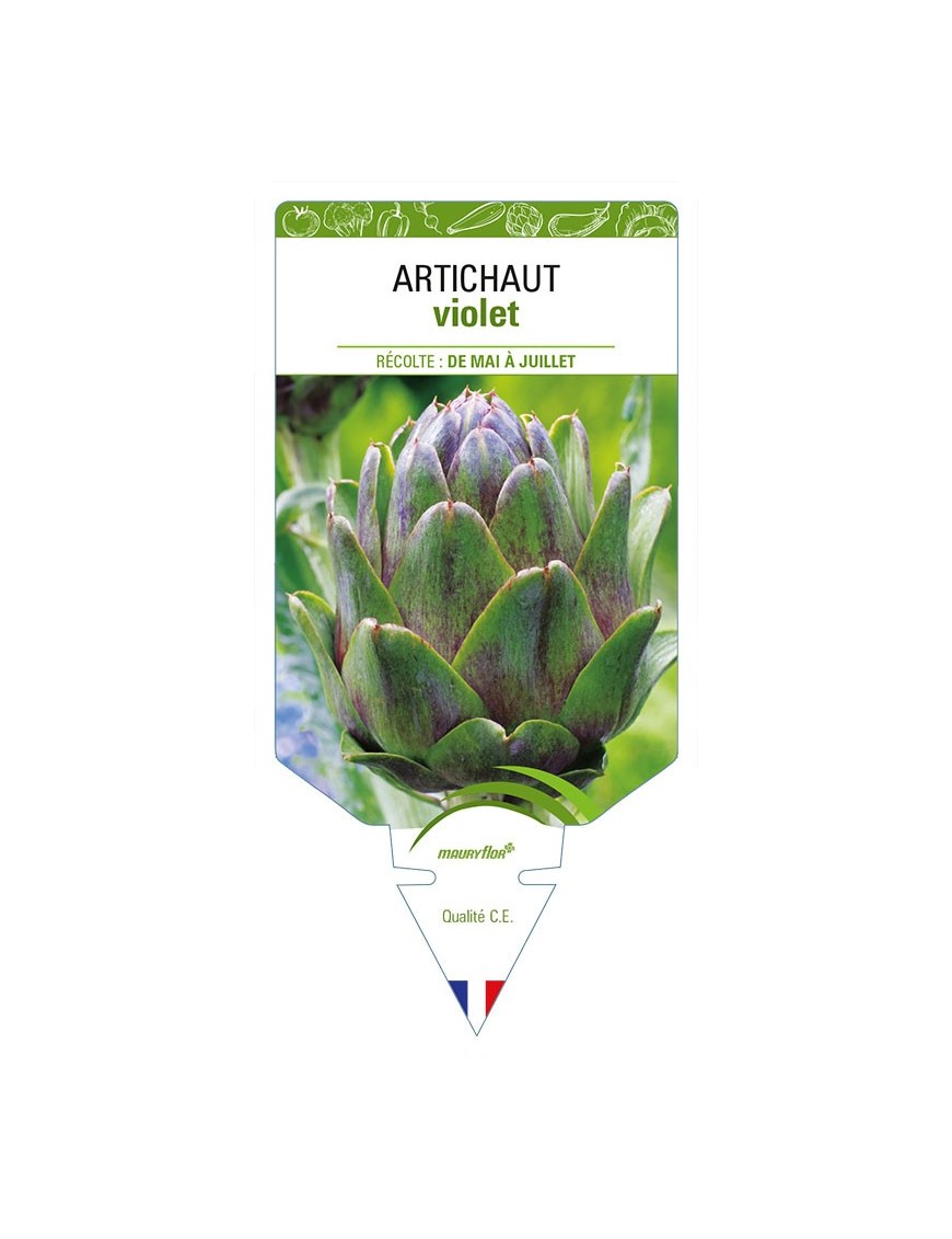 ARTICHAUT VIOLET