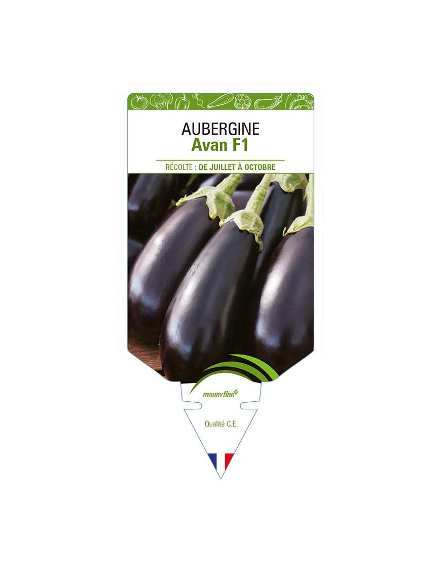 AUBERGINE AVAN F1