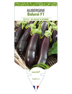 AUBERGINE BALUROI F1