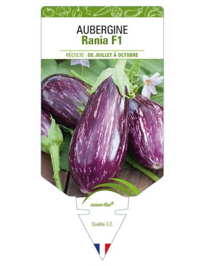 AUBERGINE RANIA F1