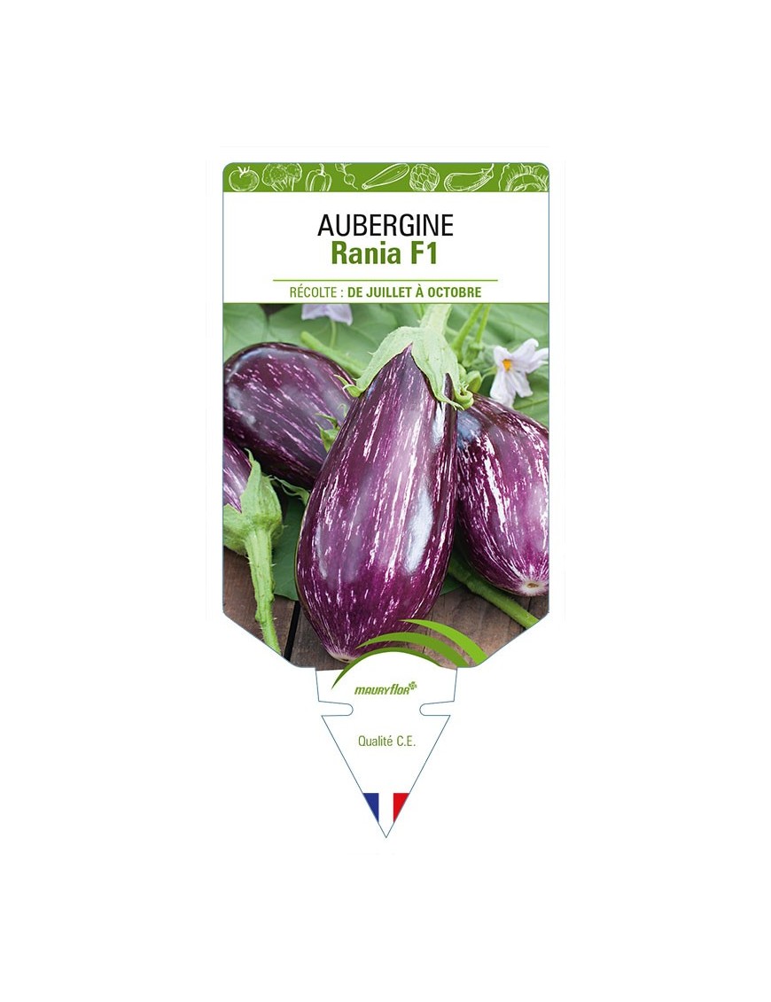 AUBERGINE RANIA F1