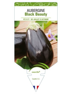 AUBERGINE BLACK BEAUTY