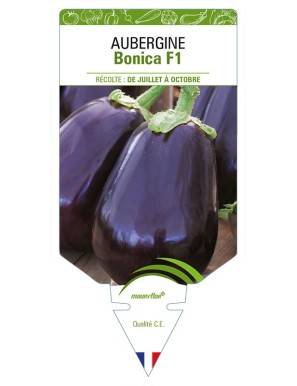 AUBERGINE BONICA F1