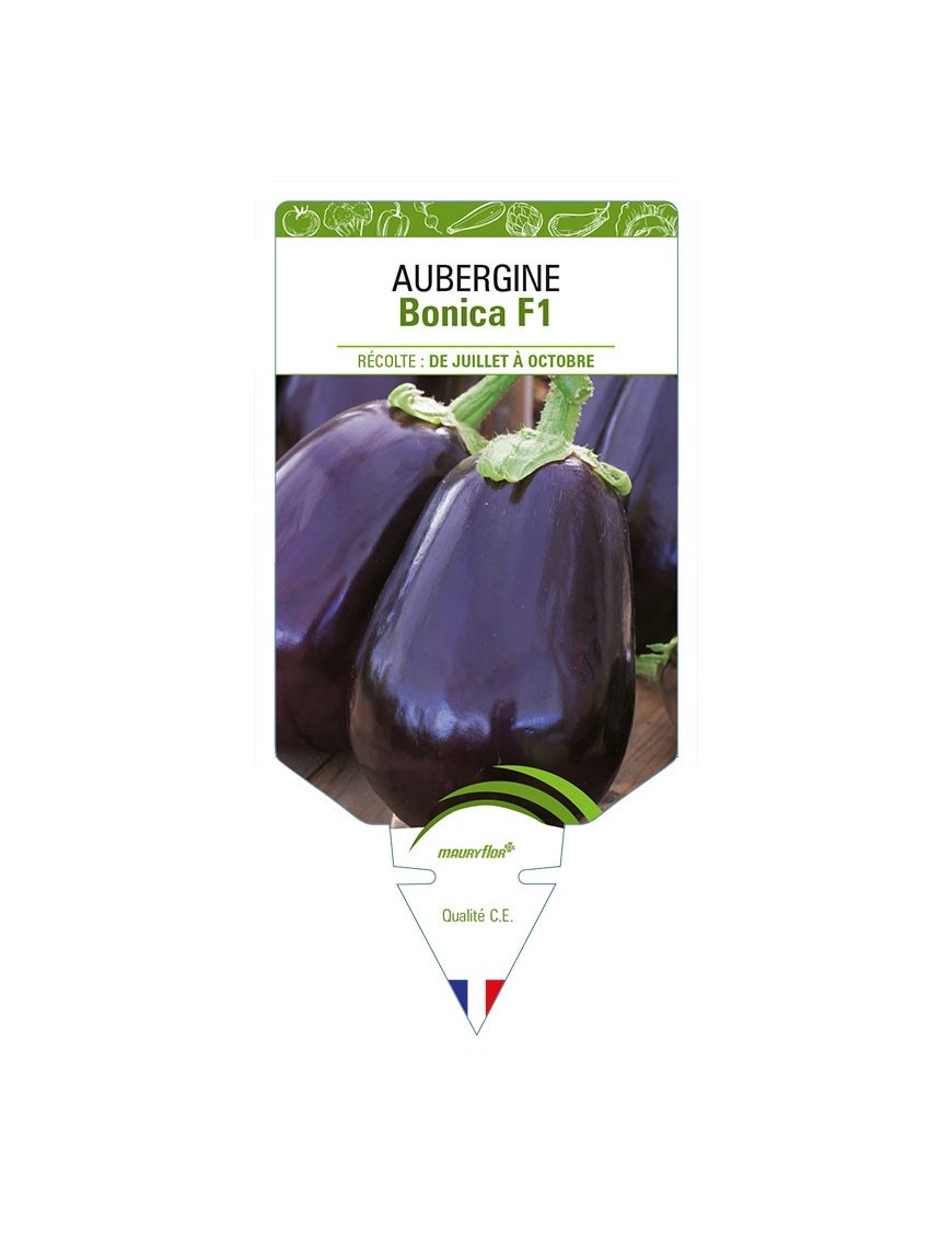 AUBERGINE BONICA F1