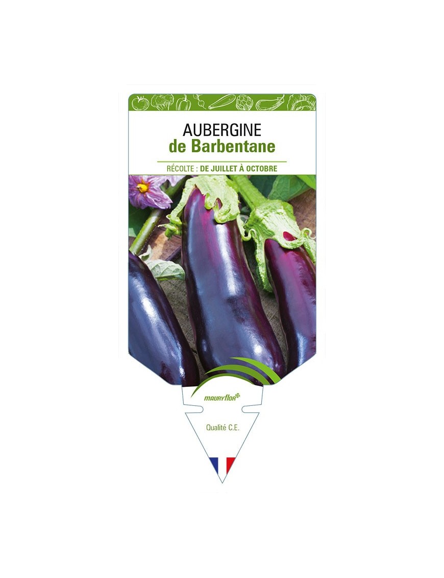 AUBERGINE DE BARBENTANE