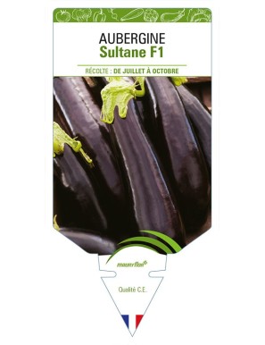 AUBERGINE SULTANE F1