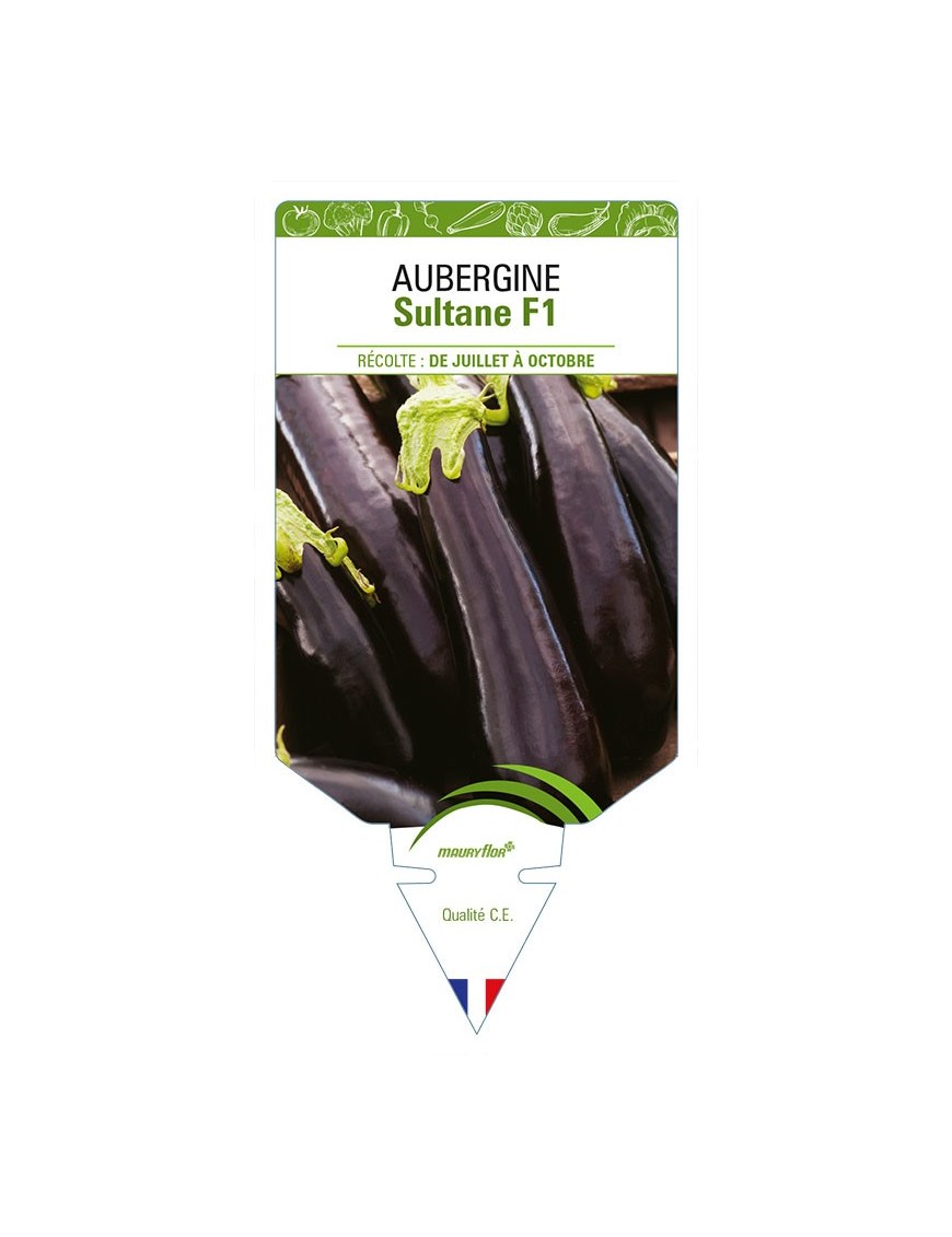 AUBERGINE SULTANE F1