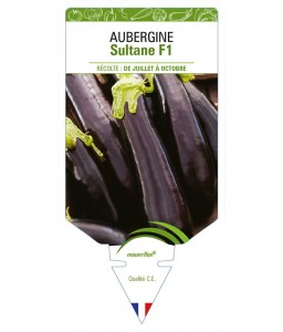 AUBERGINE PLANT GREFFE